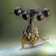 Illustration for article titled The Brazilian Treehopper may be the strangest creature we've ever laid eyes on